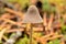 Small beautiful mushrooms, fungus in wild autumn nature forest