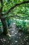 Small beautiful path in shade under beautiful old oak tree