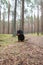 Small beautiful purebreed dog datcshund standing in forest