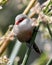 Small beautiful red billed grey color bird