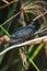 Small and beautiful red-Breasted brilliant bird from Southern Africa