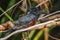 Small and beautiful red-Breasted brilliant bird from Southern Africa