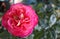 Small and beautiful rosebush