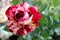 Small and beautiful rosebush
