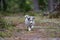 Small beautiful shetland sheepdog puppy walking through forest