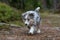 Small beautiful shetland sheepdog puppy walking through forest