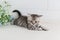 A small beautiful striped gray-white kitten lies on white background. Selective focus