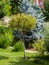 Small beautiful tree in the garden park. Landscaping