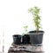 Small beautiful trees planted in pots, white background