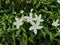 Small beautiful white Gardenia jasminoides, Tabernaemontana divaricata Apocynaceae, commonly called pinwheelflower, crape jasmin