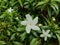 Small beautiful white Gardenia jasminoides, Tabernaemontana divaricata Apocynaceae, commonly called pinwheelflower, crape jasmin