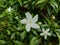 Small beautiful white Gardenia jasminoides, Tabernaemontana divaricata Apocynaceae, commonly called pinwheelflower, crape jasmin