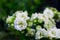 Small beautiful white roses. Blurred back of white roses