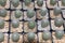 Small, beautifully patterned green cactus planted by farmers for sale at the Agricultural Fair - where sunshine keeps warm in