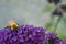 Small bee feeding on Buddleia davidii flower