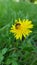 A small bee pollinates a dandelion.