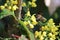 A small bee pollinates yellow flowers. Pollinating insects