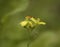 A small bee Sphaerophoria scripta