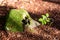 Small beech tree in the forest