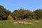 Small beef herd relaxing in autumn sunshine