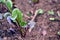 small beet seedling being born