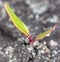 Small beet sprout in the ground in spring.