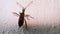 Small Beetle Climbs Up a Perpendicular Cement Wall