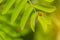 A small beetle crawling on a flower