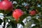 A small beetle is crawling on a red apple growing on a tree. Generous fruit tree harvest