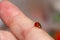 Small beetle ladybug runs on the male finger