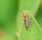 Small beetle macro little bug