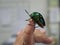 Small beetle  The scientific name Buprestidae, which hands on people the ecological concept.