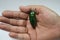 Small beetle  The scientific name Buprestidae, which hands on people the ecological concept.
