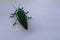 Small beetle  Scientific name Buprestidae  On a white background  Ecological concept
