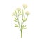 Small beige berries on a stalk. Vector illustration on a white background.