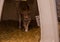 A small beige calf stands in the corral. Domestic animals in rural areas