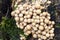 Small beige mushrooms colony closeup selective focus