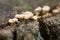 Small beige mushrooms colony closeup selective focus