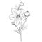 small bellflower botanical illustration, bellflower anti-stress coloring pages, easy bellflower line drawing,