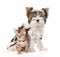 Small bengal cat and Biewer-Yorkshire terrier dog together. isolated