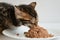 Small Bengal kitten eats meat pate. The baby has a funny face. Accustoming a kitten to adult food. Close-up portrait