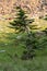 A small bent sub alpine fir tree in an alpine meadow in Glacier Nat. Park