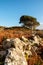 Small bent tree grows in a field by dry stone fence. Life in rough conditions concept. Connemara, Ireland. Wild nature scene.