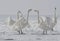 Small bevy of whooper swans standing on snow-lands screaming
