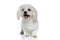 Small bichon dog sticking out his tongue