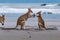 Small and Big Kangaroos Fighting on the Beach at Cape Hillsborough, Queensland, Australia