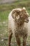 A small bighorn sheep in Passu Village, Pakistan