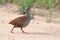 Small-billed Tinamou Crypturellus parvirostris walking on a mud road. Brazilian endemic bird difficult to visualize