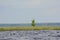 The small birch growing ashore against the background of the cloudy sky and the wood