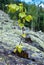 Small birch tree grows up on stone